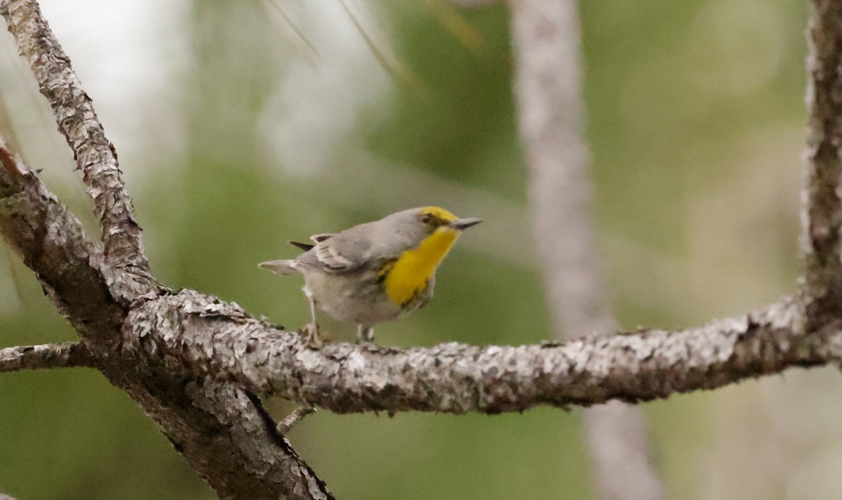 olivenkroneparula - ML631106581