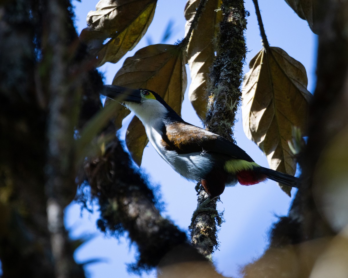 Black-billed Mountain-Toucan - ML631106586