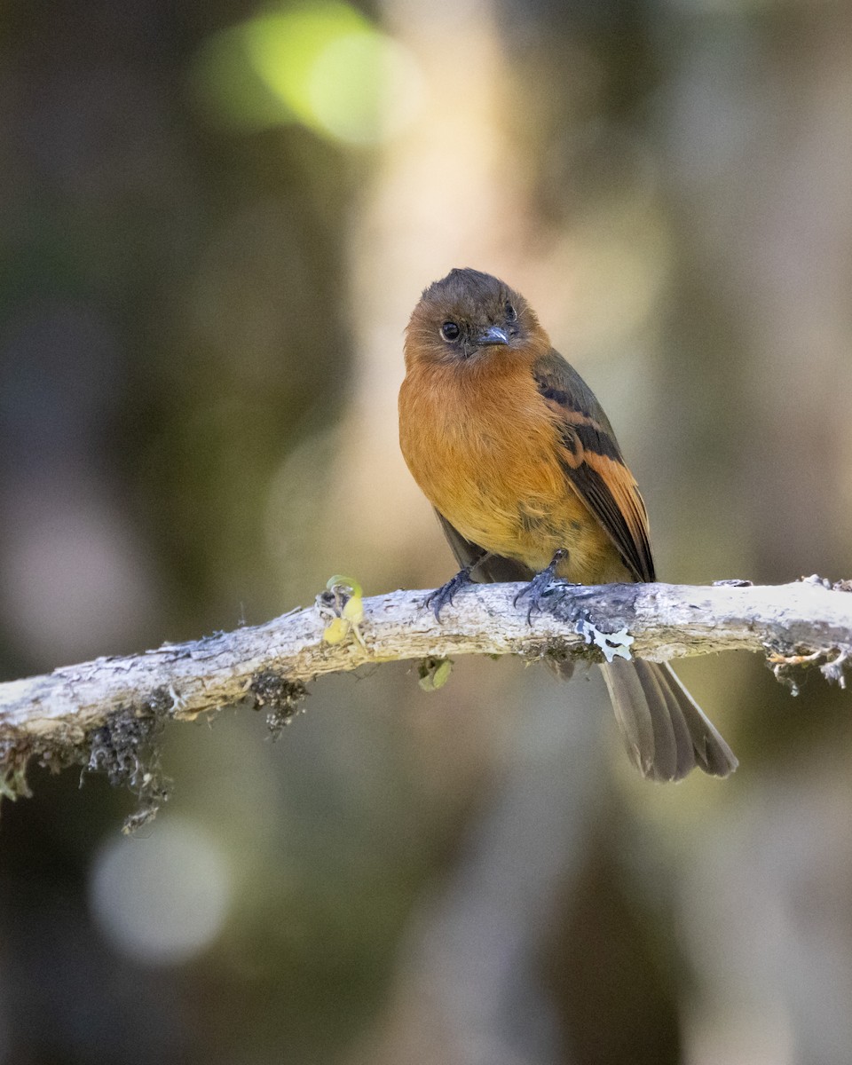 Cinnamon Flycatcher - ML631106656