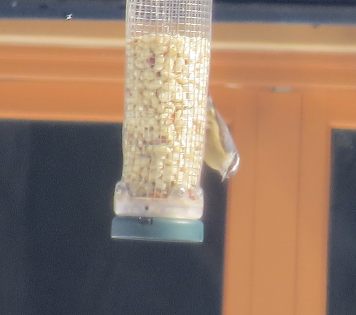 Red-breasted Nuthatch - ML631106713