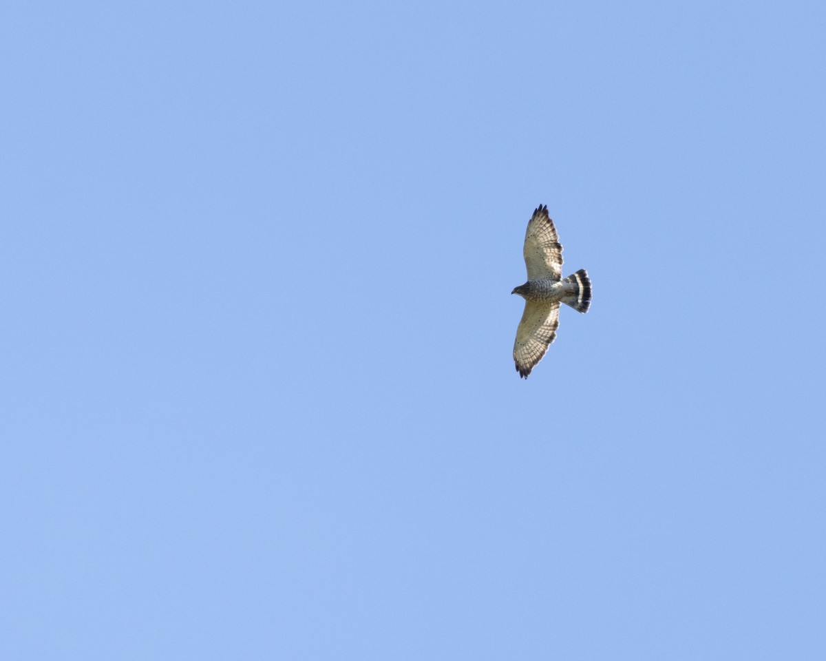 Broad-winged Hawk - ML631106717