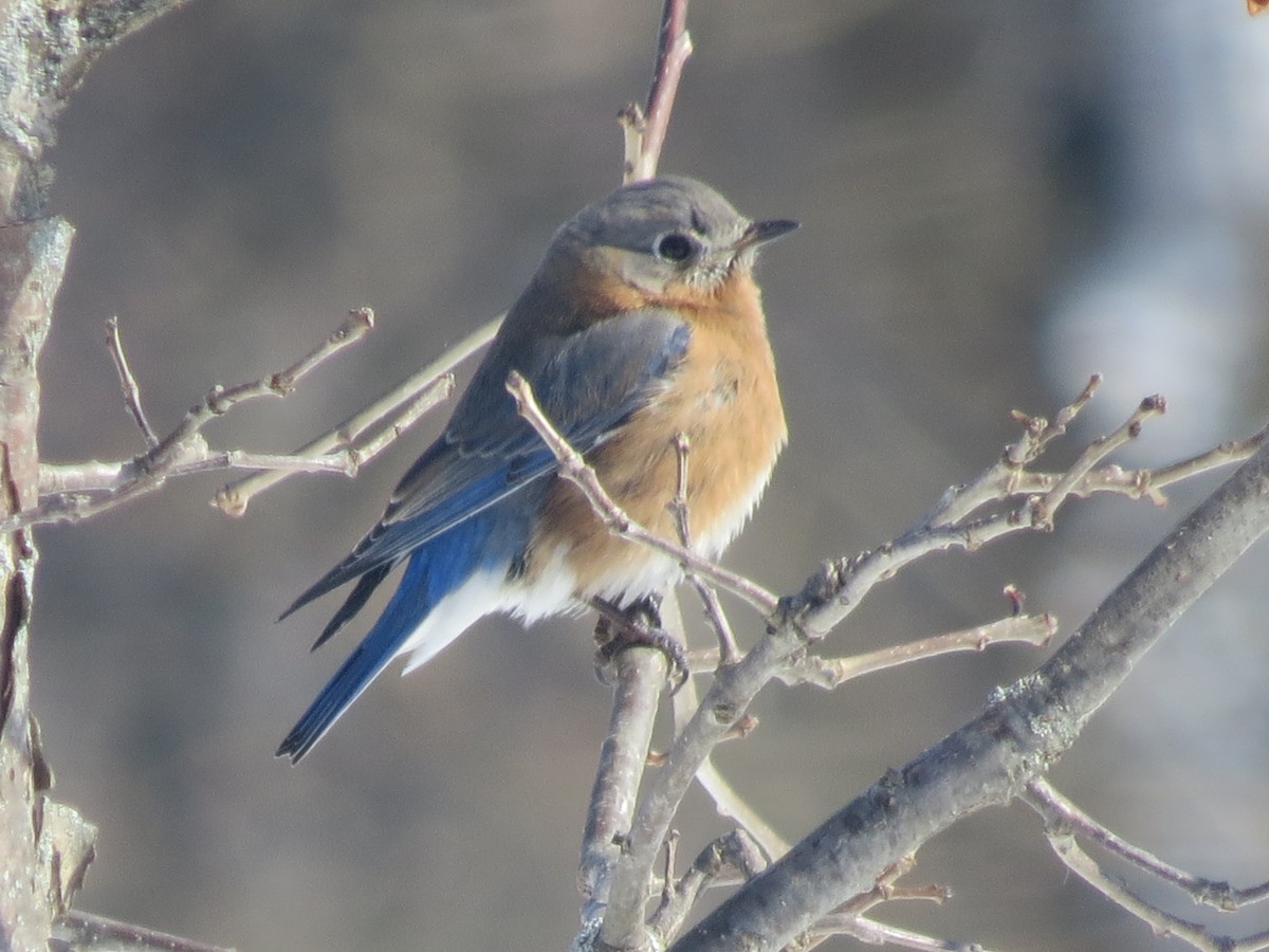 Eastern Bluebird - ML631106720