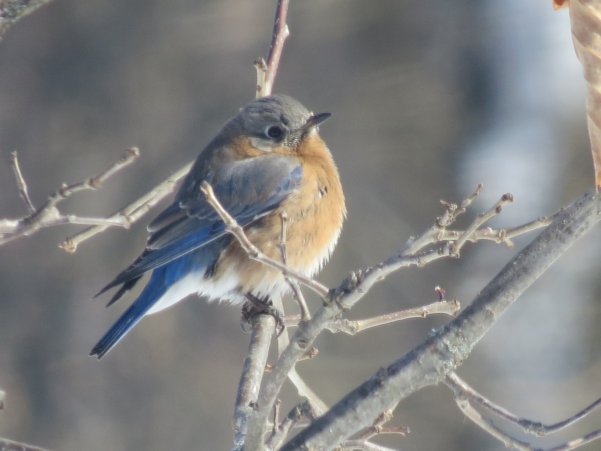 Eastern Bluebird - ML631106726