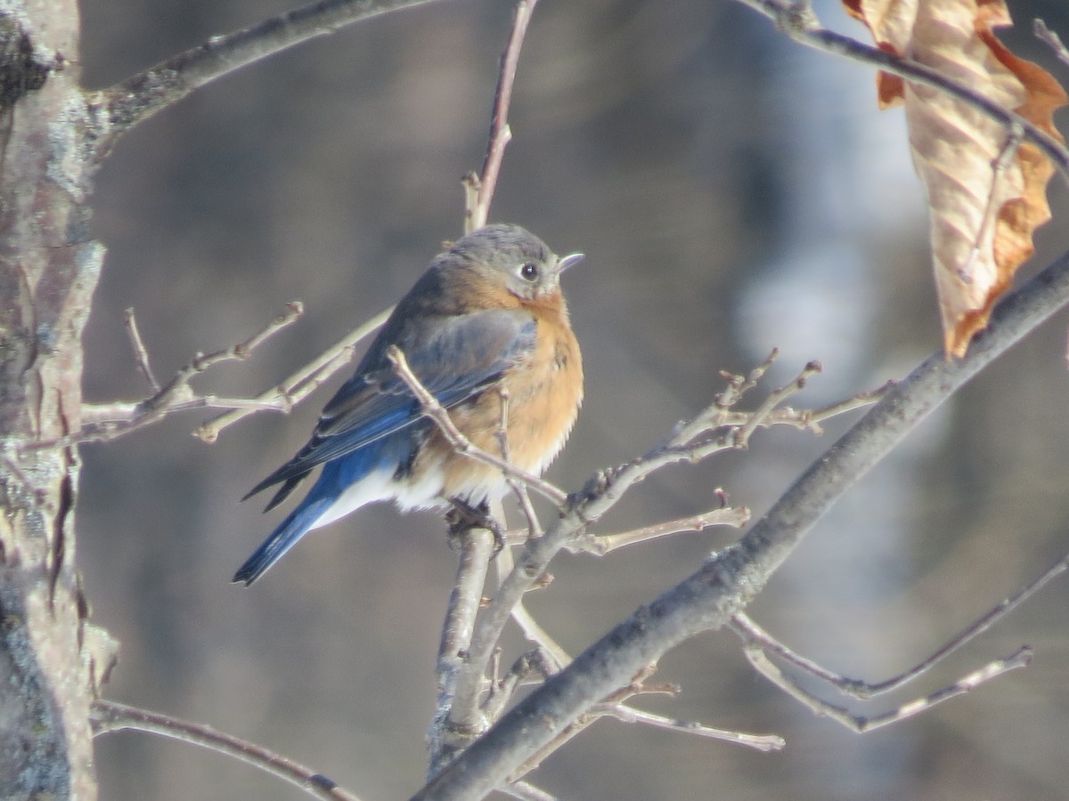 Eastern Bluebird - ML631106733