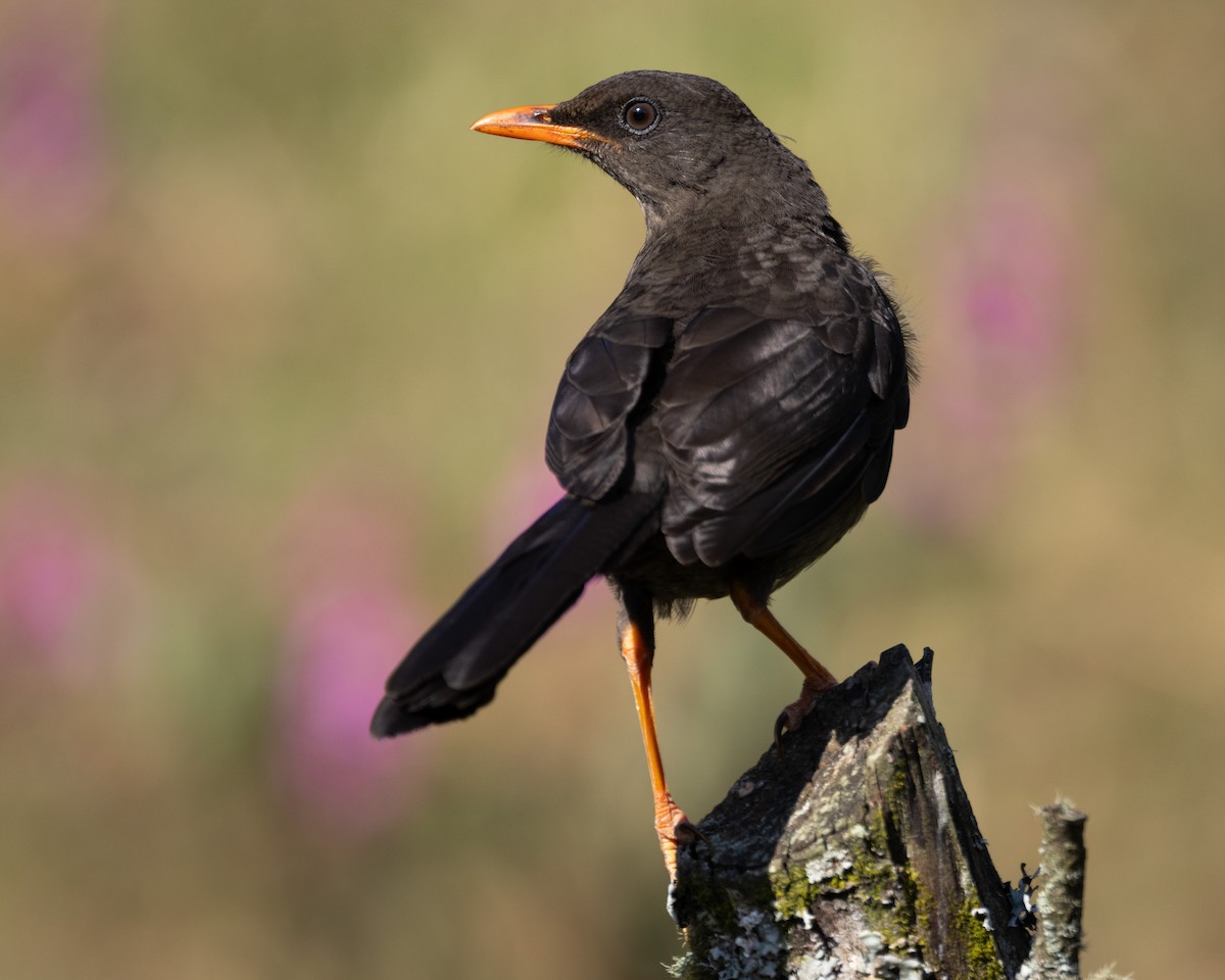 Great Thrush - ML631106761