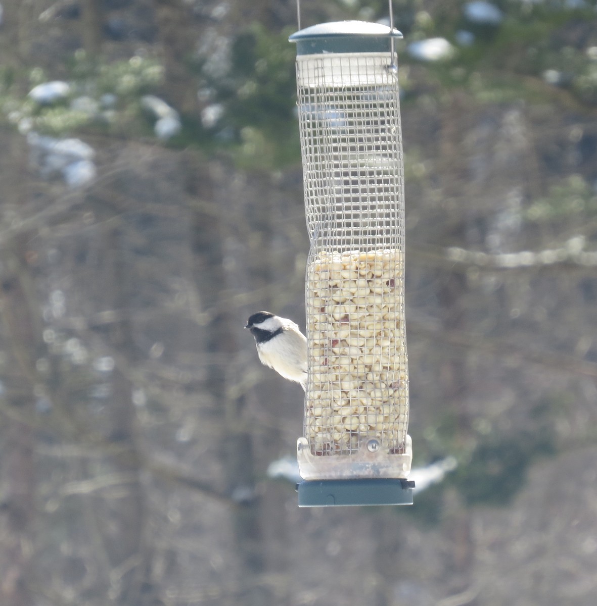 Black-capped Chickadee - ML631106763