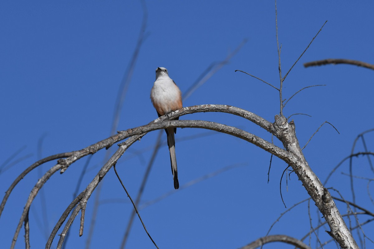 Scissor-tailed Flycatcher - ML631106792