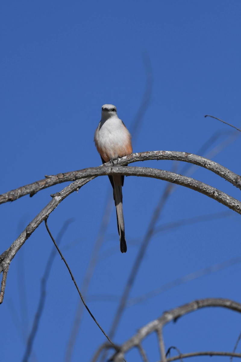 Scissor-tailed Flycatcher - ML631106793