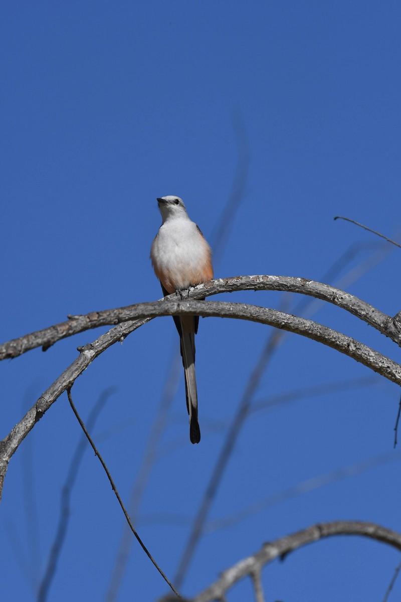 Scissor-tailed Flycatcher - ML631106794