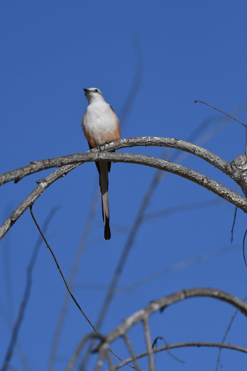 Scissor-tailed Flycatcher - ML631106795