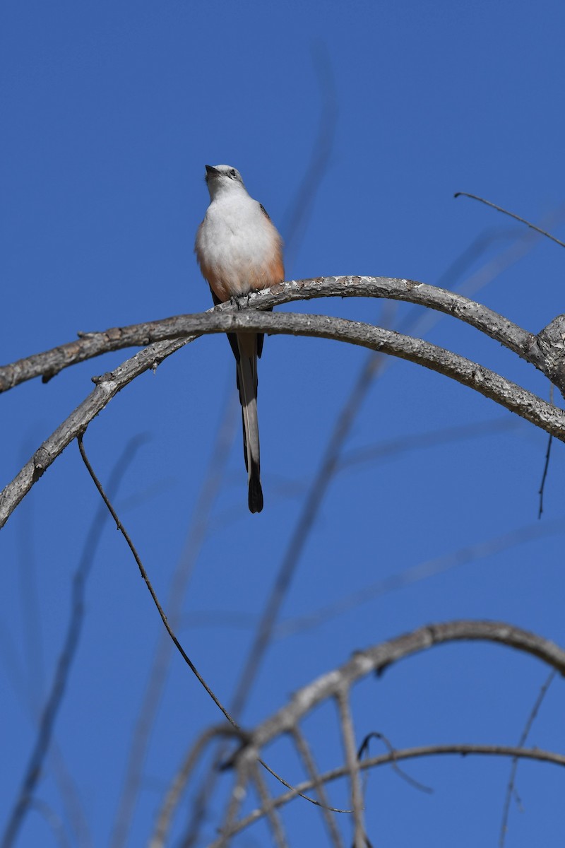 Scissor-tailed Flycatcher - ML631106796