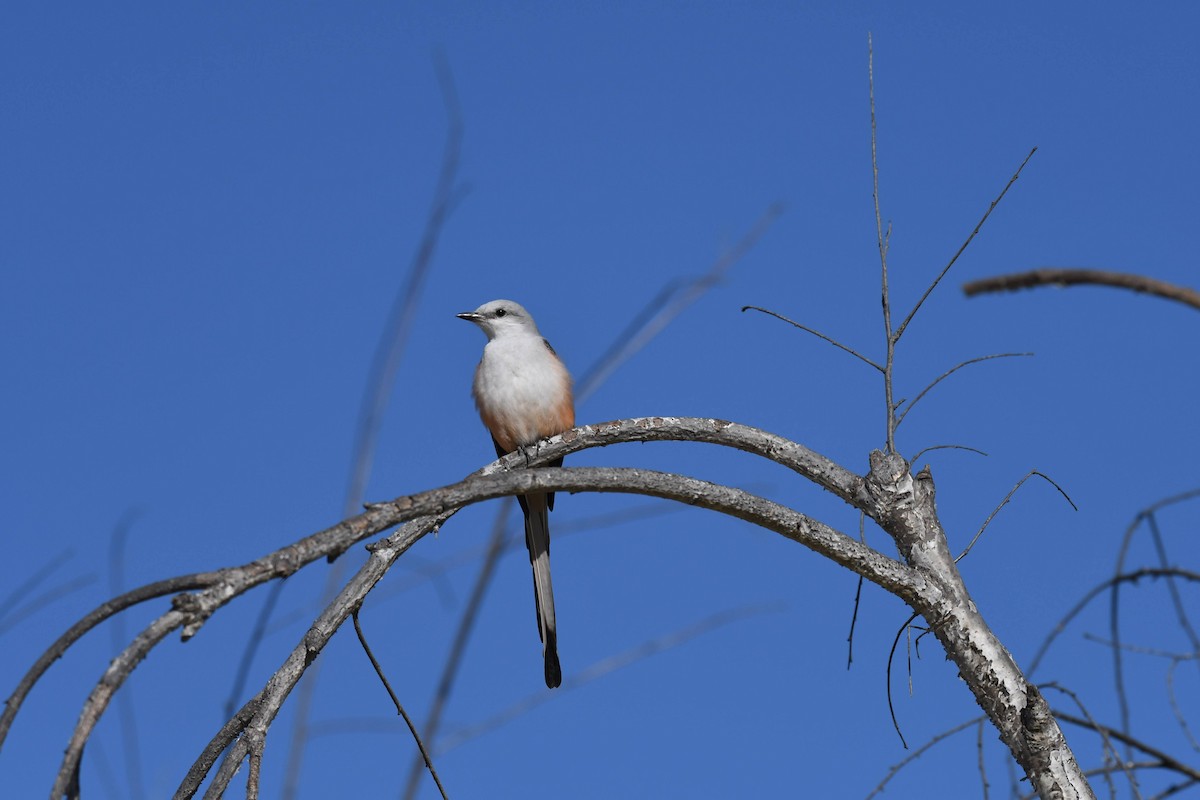 Scissor-tailed Flycatcher - ML631106797