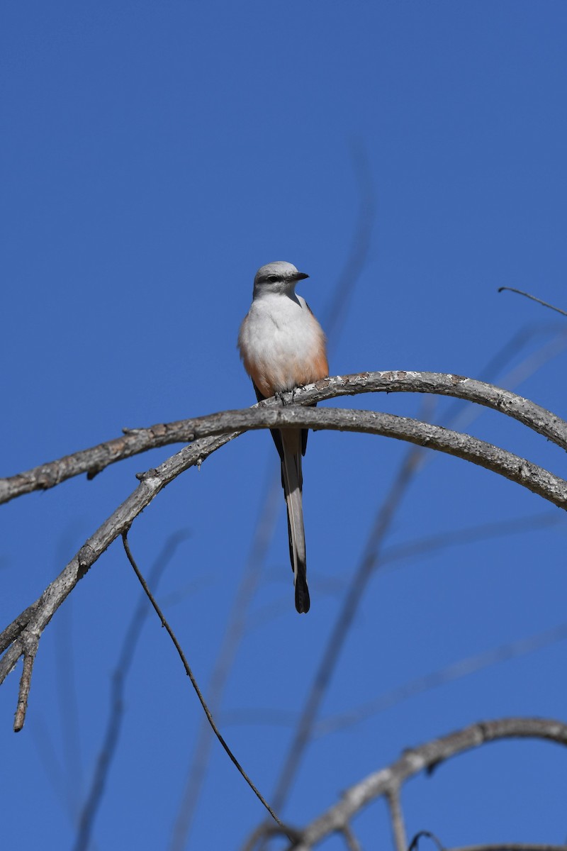 Scissor-tailed Flycatcher - ML631106798