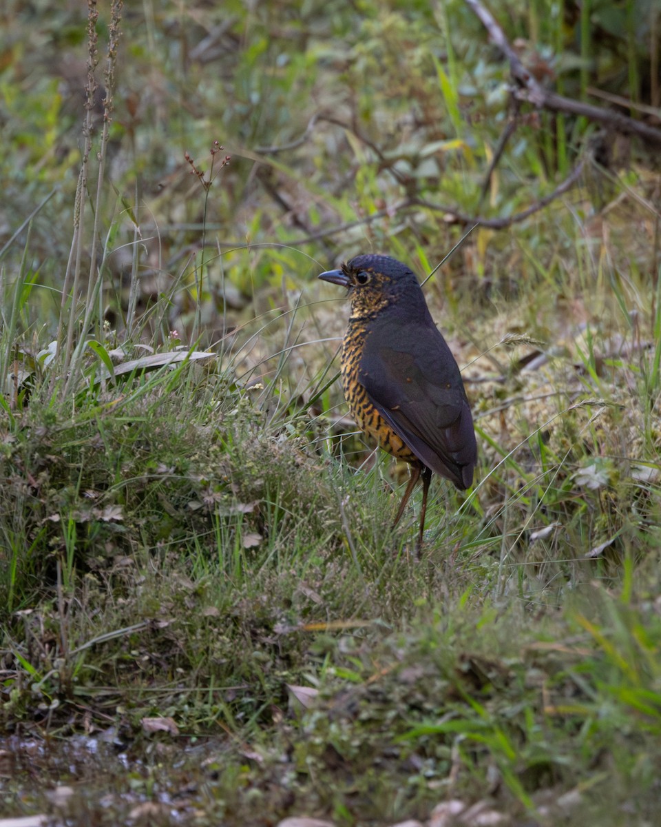 Undulated Antpitta - ML631106803