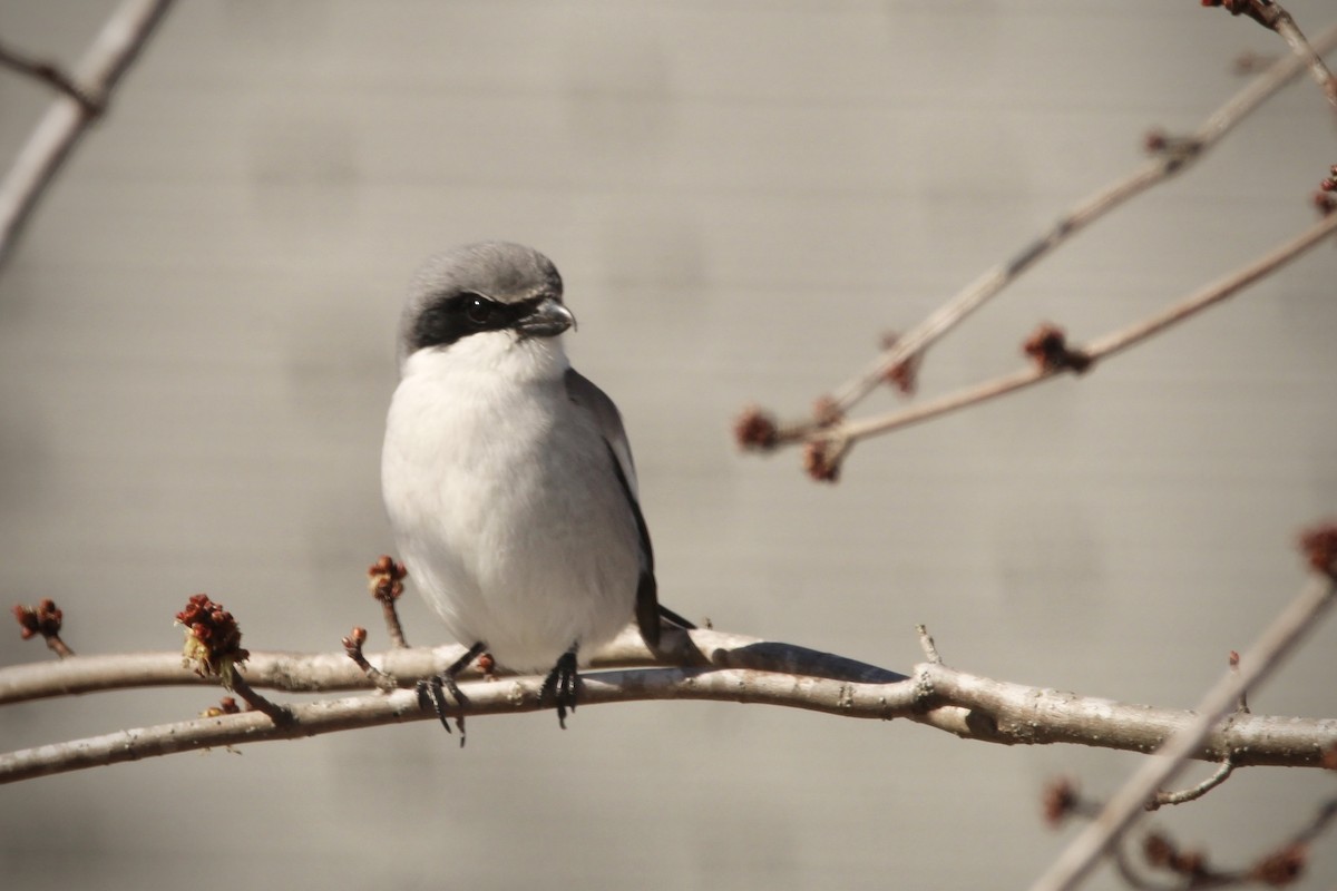 Loggerhead Shrike - ML631106917