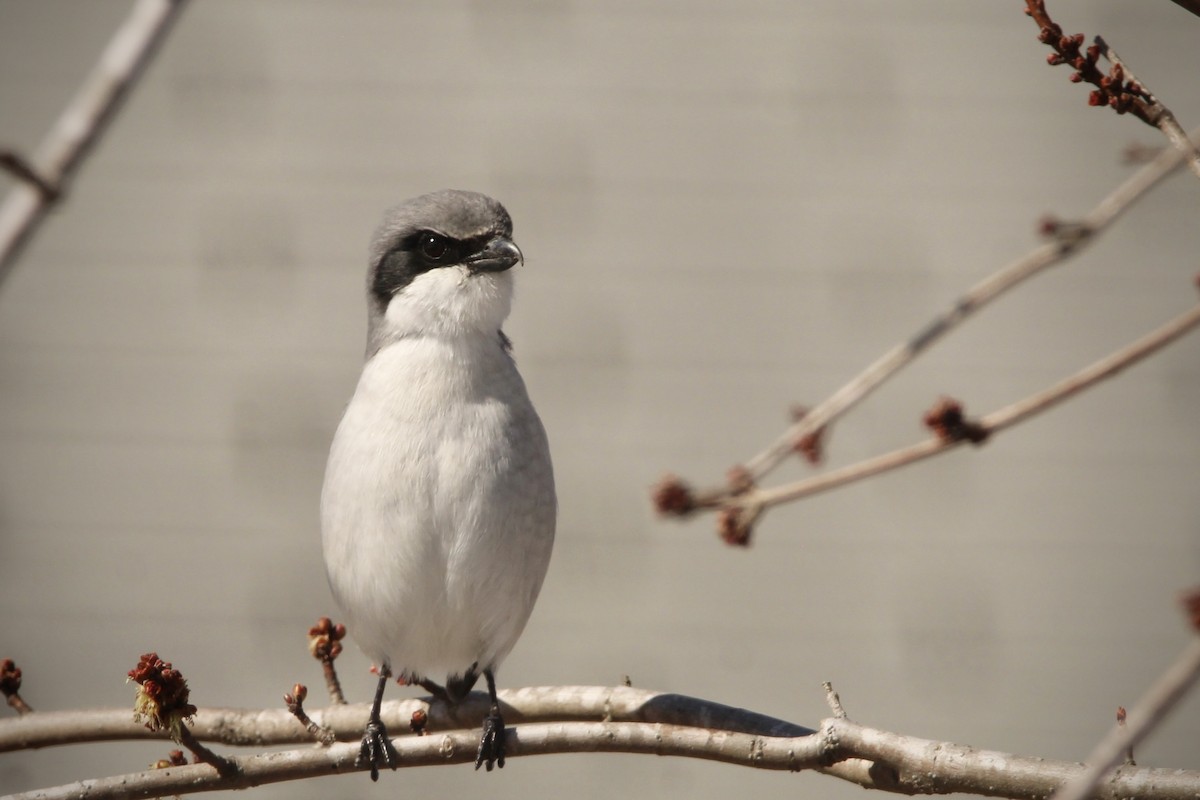 Loggerhead Shrike - ML631106918