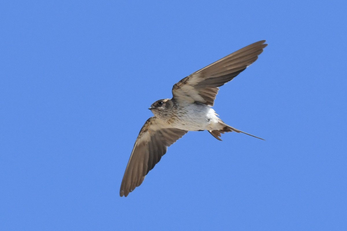 Golondrina Dáurica Oriental - ML631106972