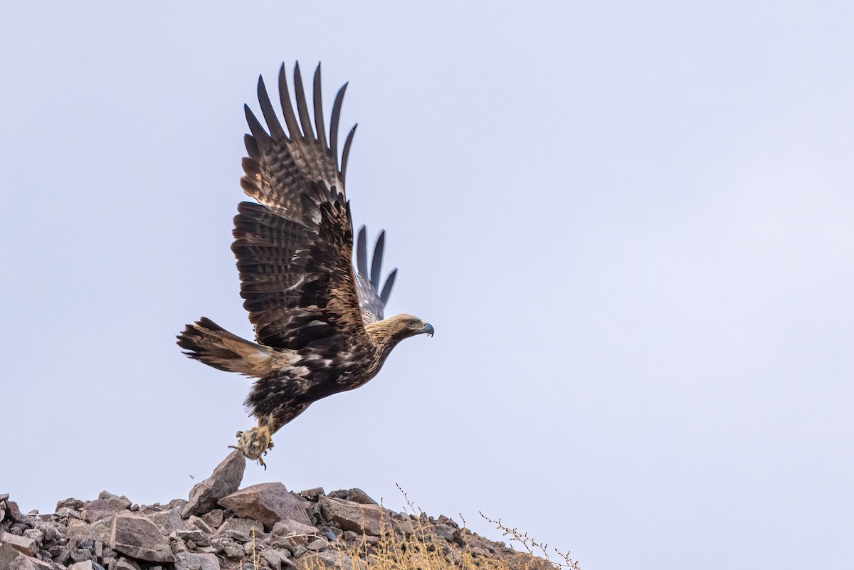 orel královský - ML631107025