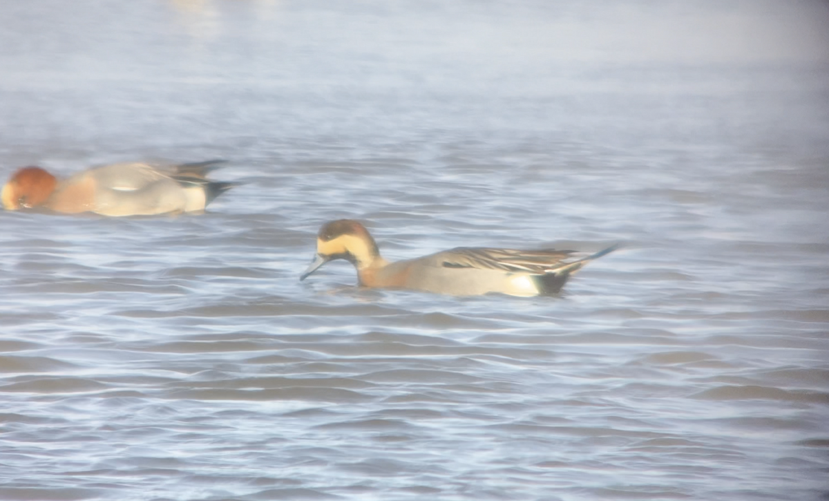 Зээрд алаг x Шовтгор алаг нугас (эрлийз) - ML631107061