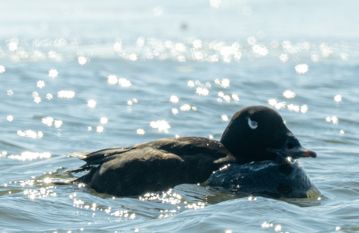White-winged Scoter - ML631107082