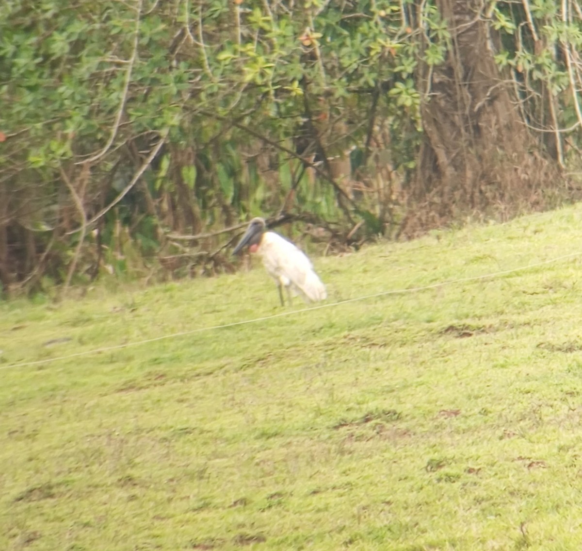 Jabiru - ML631107135