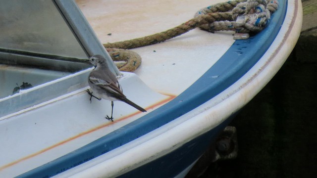 White Wagtail - ML631107147