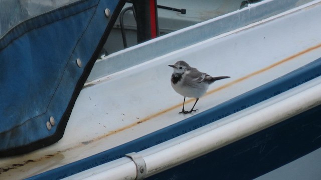 White Wagtail - ML631107564