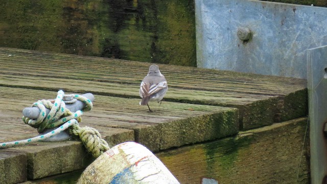 White Wagtail - ML631107914