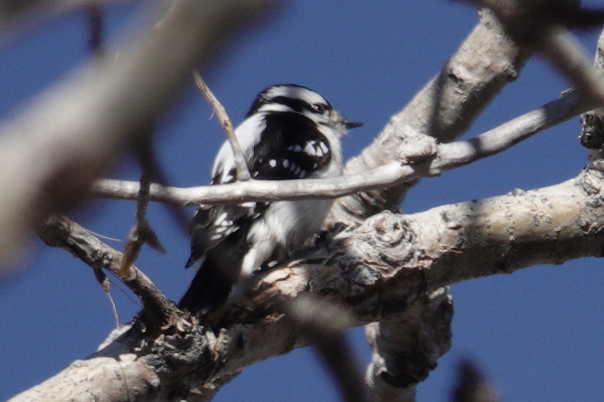 Downy Woodpecker - ML631107915