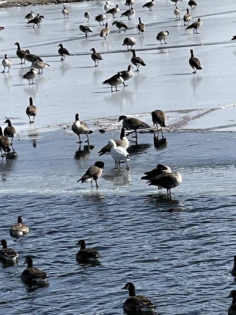 Snow Goose - ML631107919
