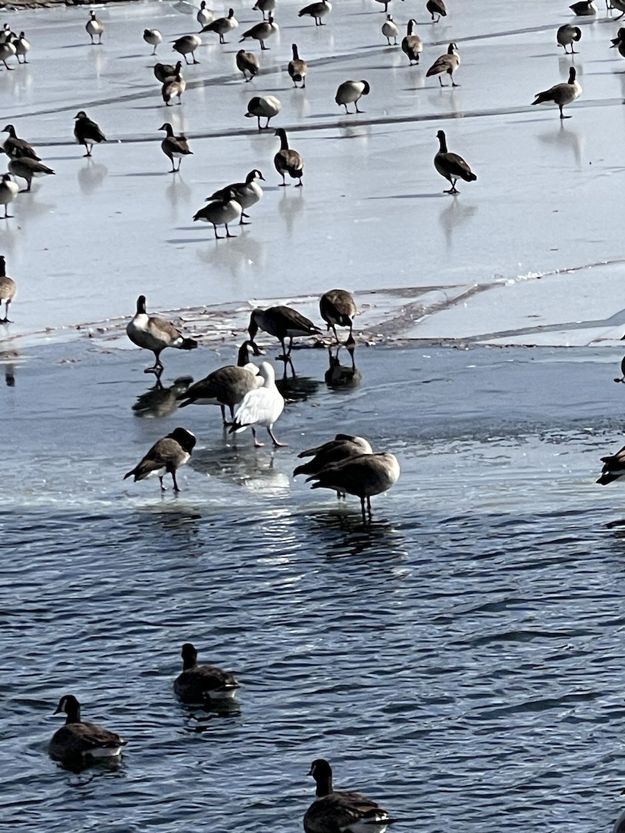 Snow Goose - ML631107920