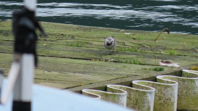 White Wagtail - ML631107934