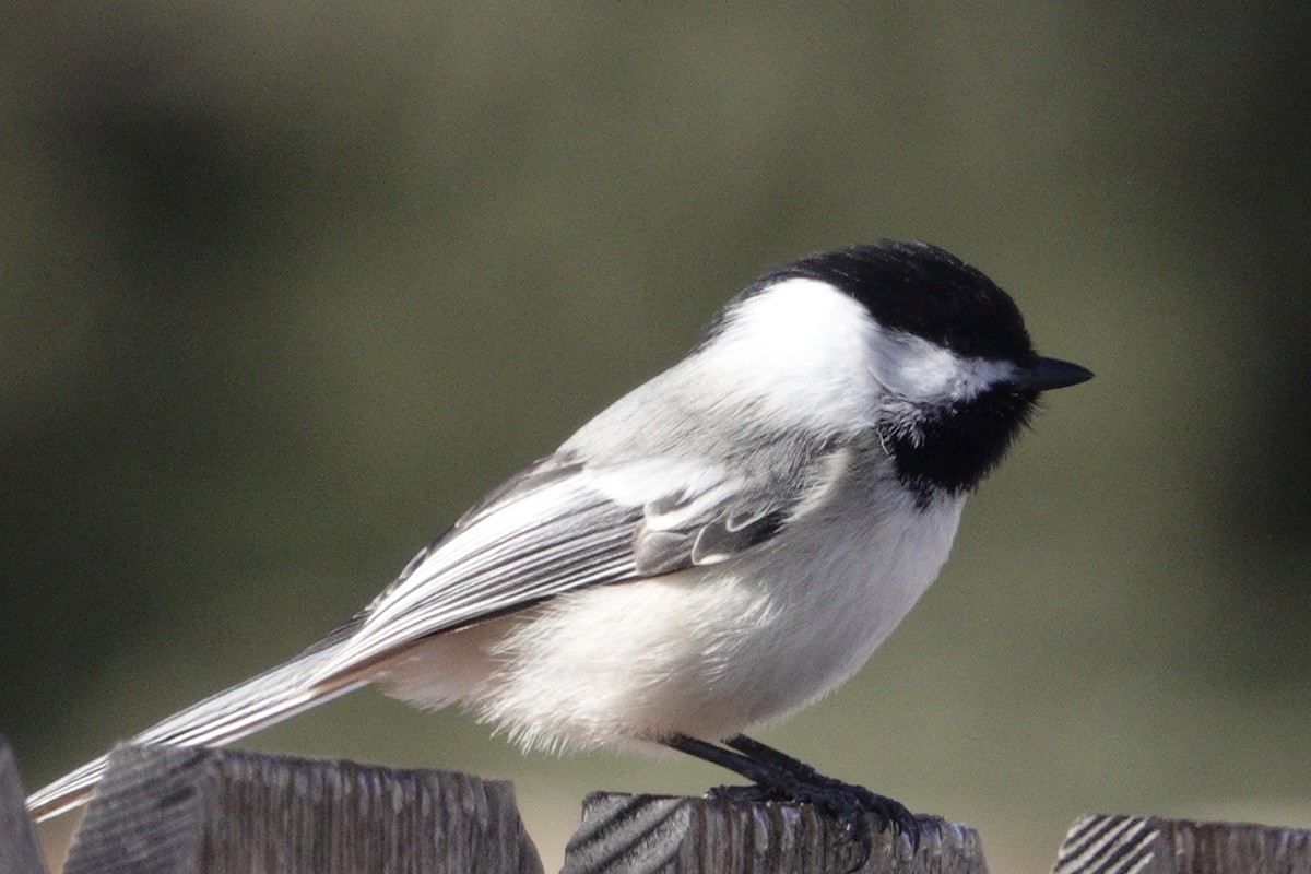 Black-capped Chickadee - ML631107942