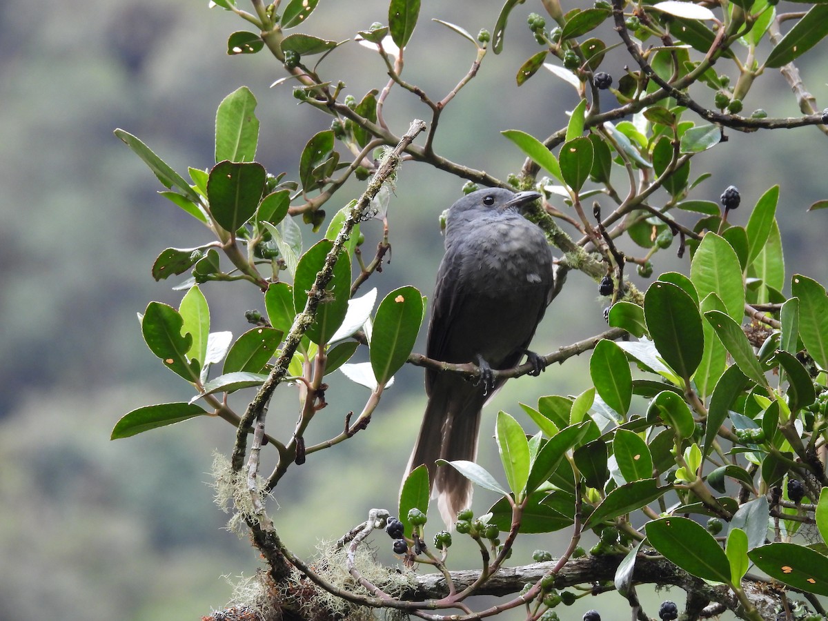 Dusky Piha - ML631107944