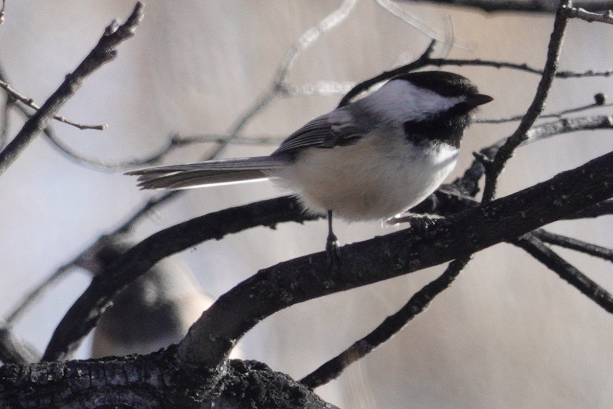 Black-capped Chickadee - ML631107949