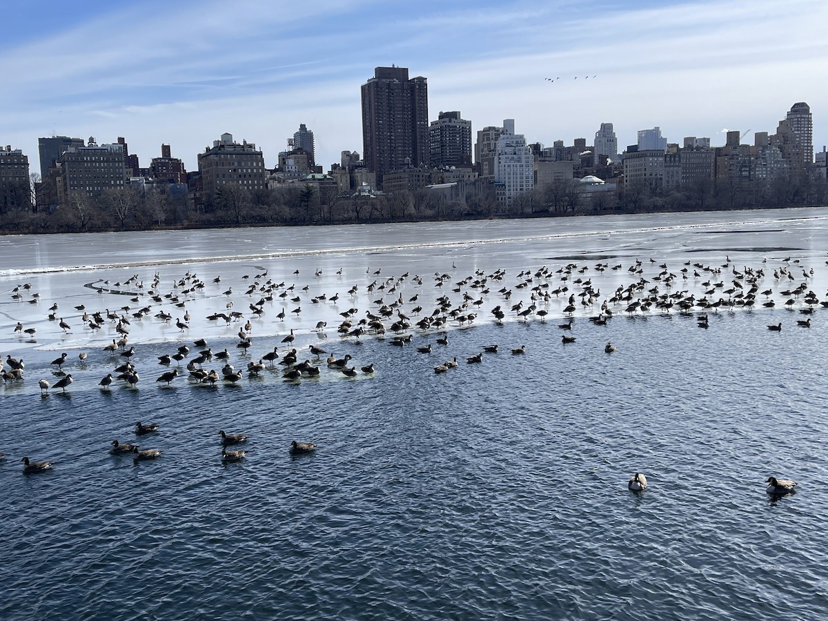 Canada Goose - ML631107950
