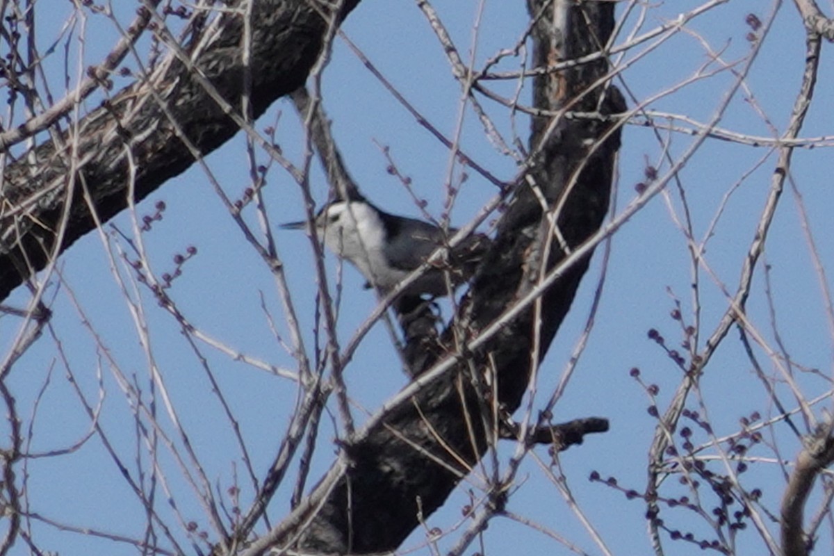White-breasted Nuthatch - ML631107966
