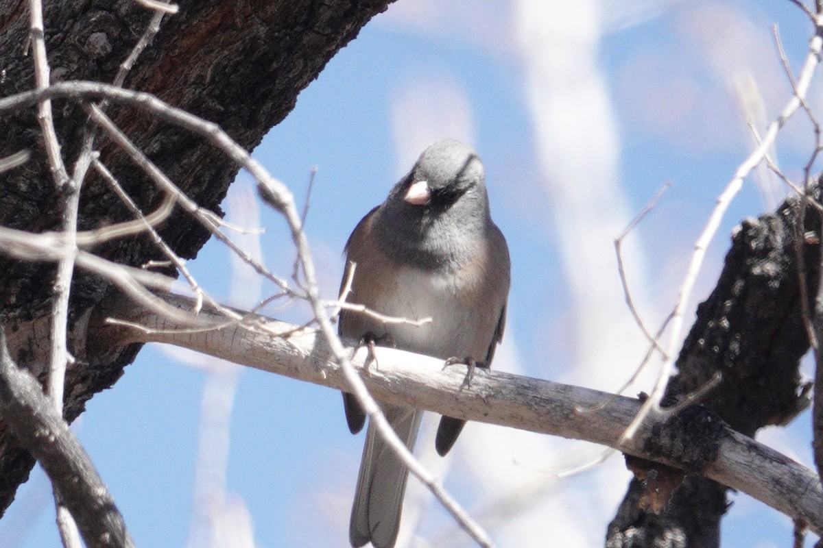 Dark-eyed Junco - ML631107986