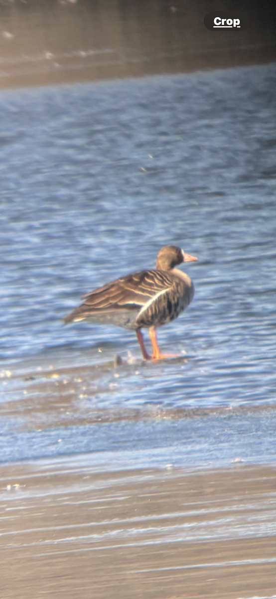 Greater White-fronted Goose - ML631108038