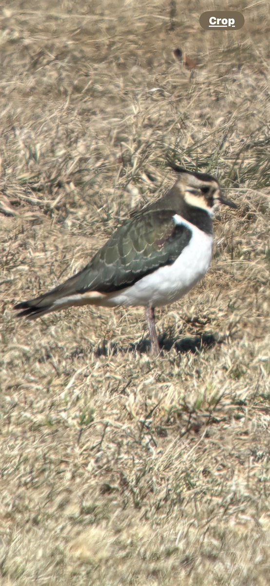 Northern Lapwing - ML631108065