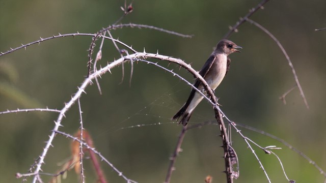 Golondrina Gorjirrufa - ML631108132