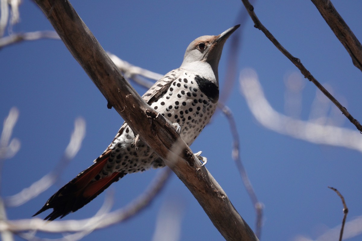 Northern Flicker - ML631108170