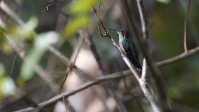 Fork-tailed Woodnymph - ML631108227