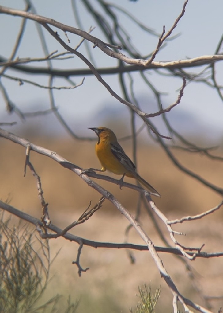 Streak-backed Oriole - ML631108468