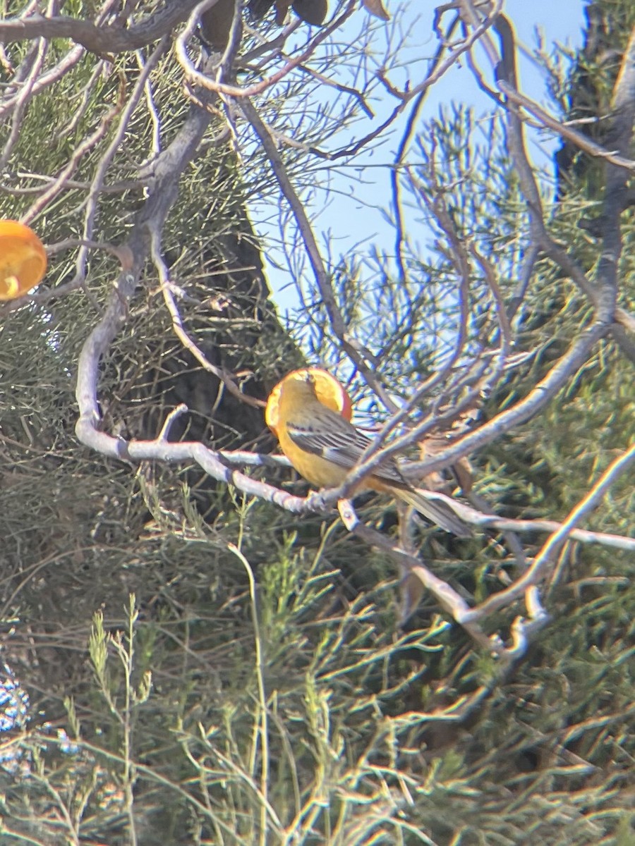 Streak-backed Oriole - ML631108470