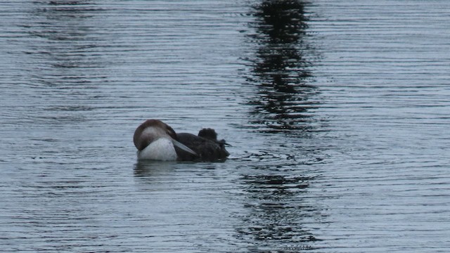 Common Loon - ML631109034
