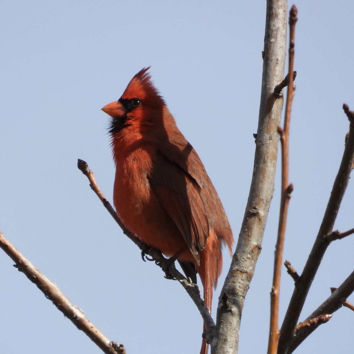 Northern Cardinal - ML631109042