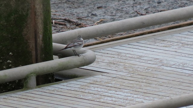 White Wagtail - ML631109049