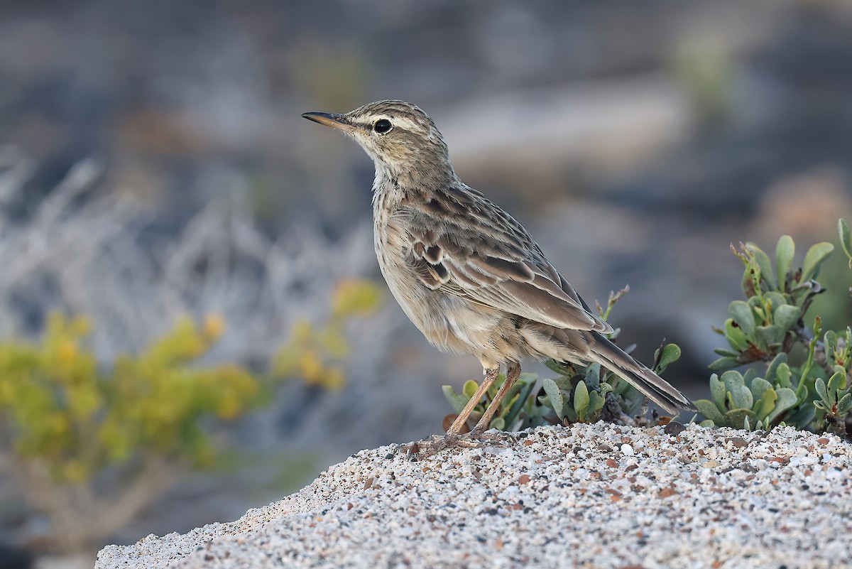 Long-billed Pipit (Socotra) - ML631109053