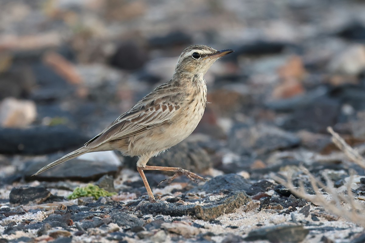 Long-billed Pipit (Socotra) - ML631109054